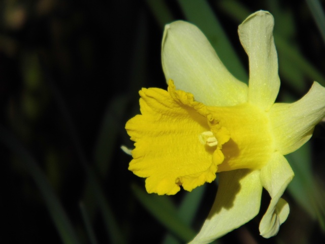 photo 2me quinzaine de fvrier 2016 Jaune10