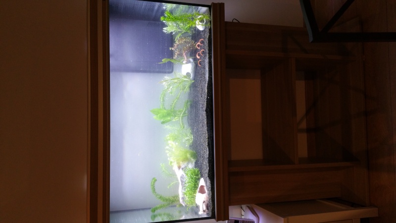 Mon premier aquarium en projet 20160310