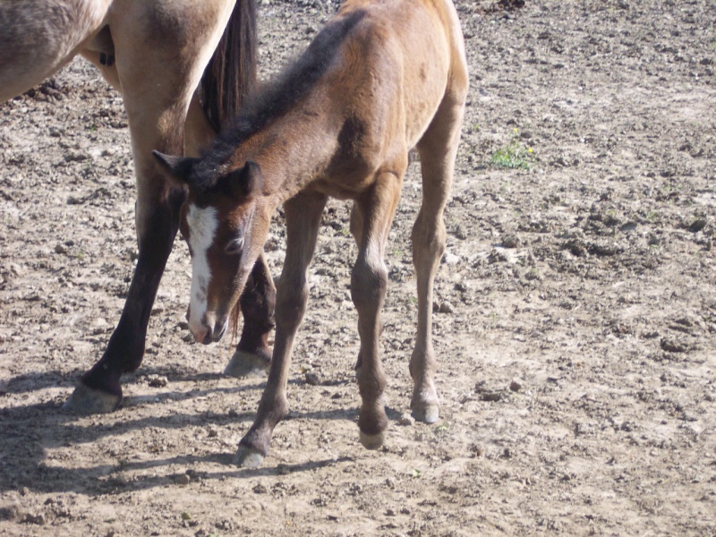 Les Dadas du Centre Poneyc15