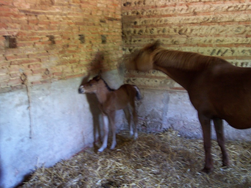 Les Dadas du Centre Poneyc18