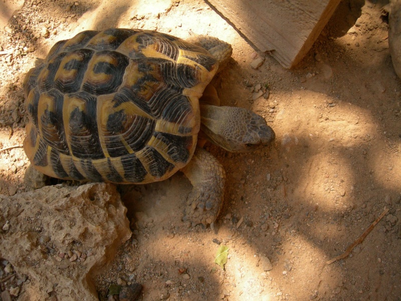 Voici mes tortues. Malehe11