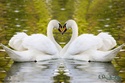     ЛЕБЕДИ Swans_10