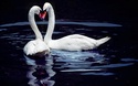     ЛЕБЕДИ Swans_11