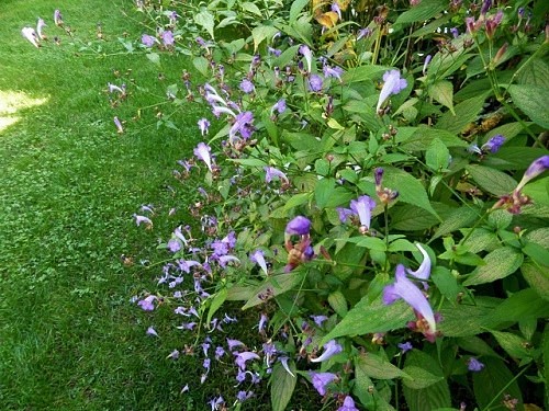 Strobilanthes penstemonoides - strobilanthes à fleur de penstémon Octobr10