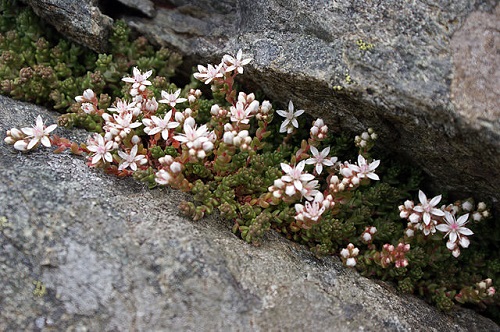 Sedum anglicum - orpin d'Angleterre  Sedum_11