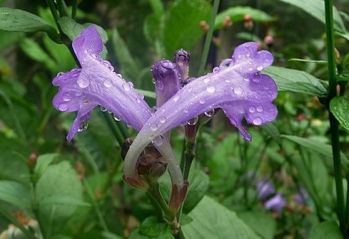 Strobilanthes penstemonoides - strobilanthes à fleur de penstémon Strobi10