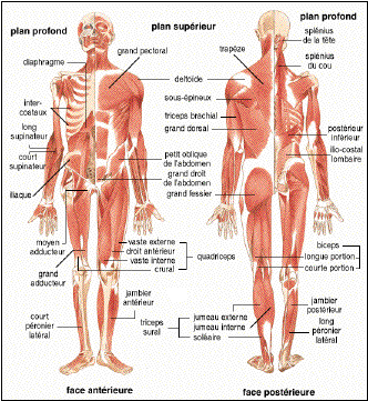 Le ptit TEST DE VOCABULAIRE  du jour !!!!! - Page 39 Ecorch11