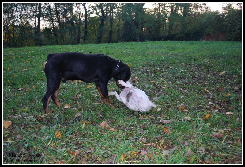 Eden & Dracken tout en douceur ... Dsc_0159