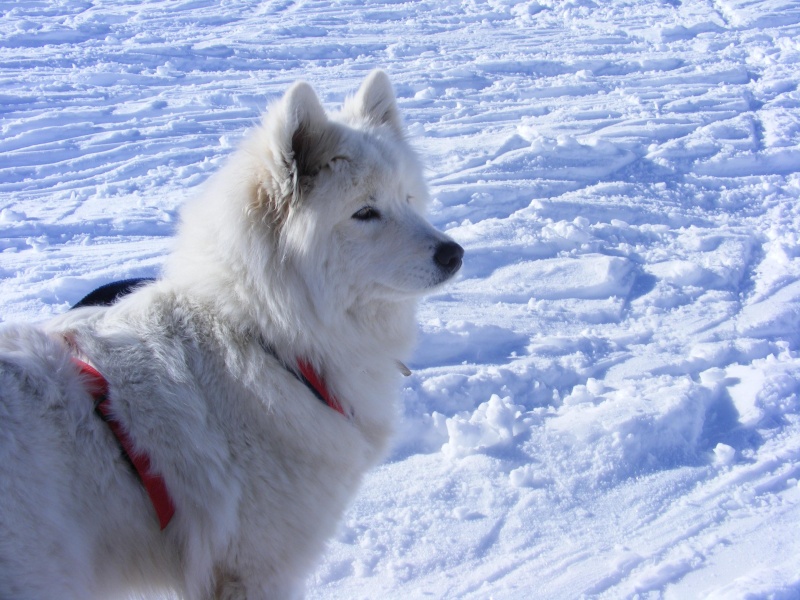 CELAYA: chien des neiges et chien touriste Dscf0012