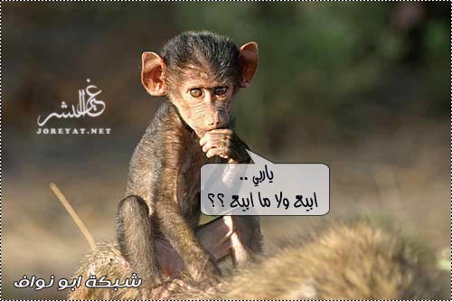 الي ضايق صدره يدخل ويفطس ضحك...هههههههههههه 510