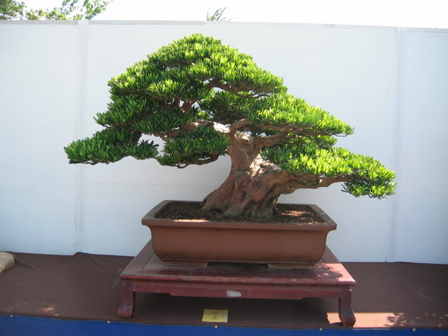 Mind Blowing Bonsai Exhibition - Page 2 142_4218