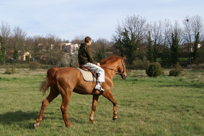 BABACOOL, ancien cheval de concours de 18 ans B68f9910