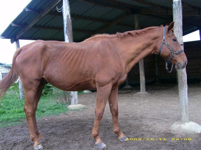 BABACOOL, ancien cheval de concours de 18 ans Babaco11