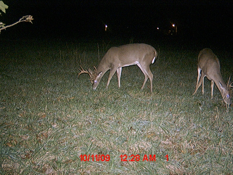 more new trail cam pics 10or8211