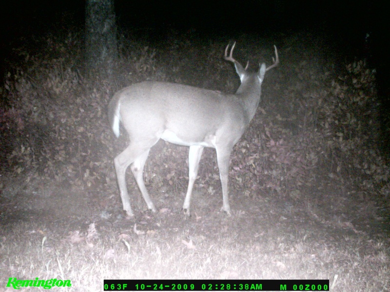 more new trail cam pics 22810