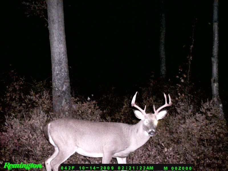 more new trail cam pics Dsc_0010