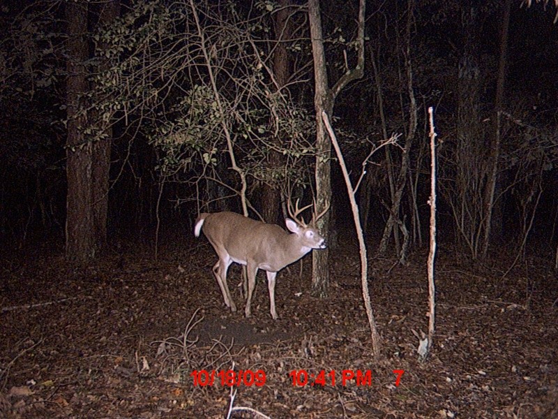 another buck trailcam pic Mdgc0015