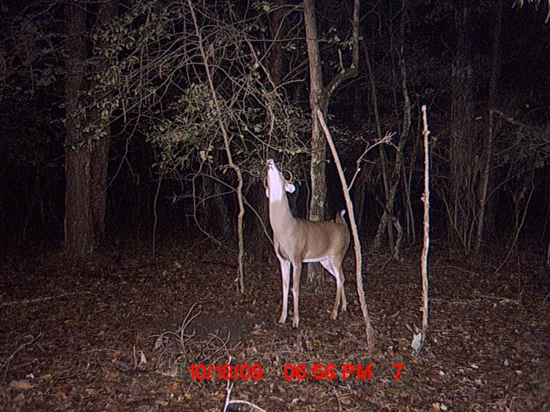 another buck trailcam pic Mdgc0017