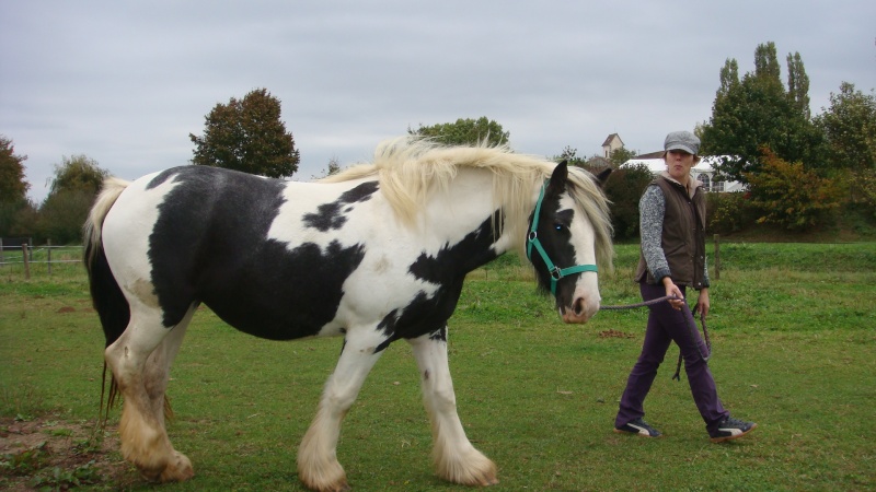 WILLOW, petite jument de 3 ans Dsc04213