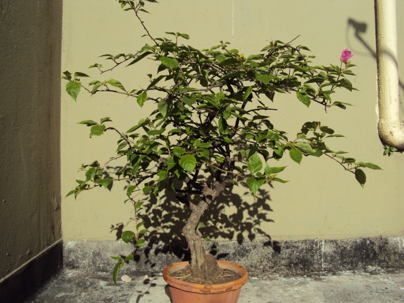 Beginner need help on Ficus and Bouganville Dsc00415