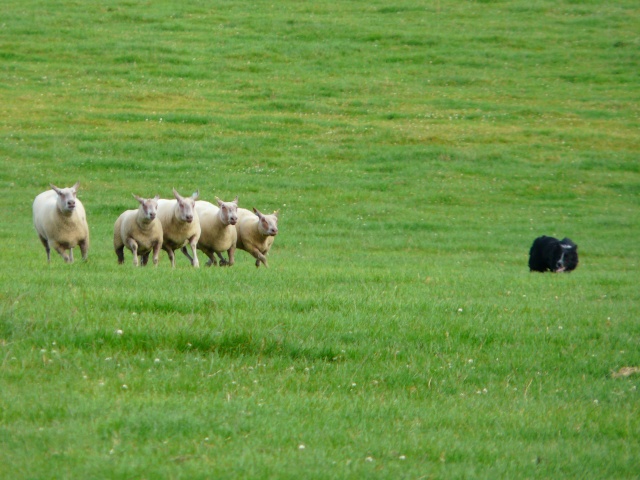 Mes autres bestioles P1000910