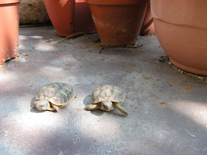 ponte du 13 mai Tortue12