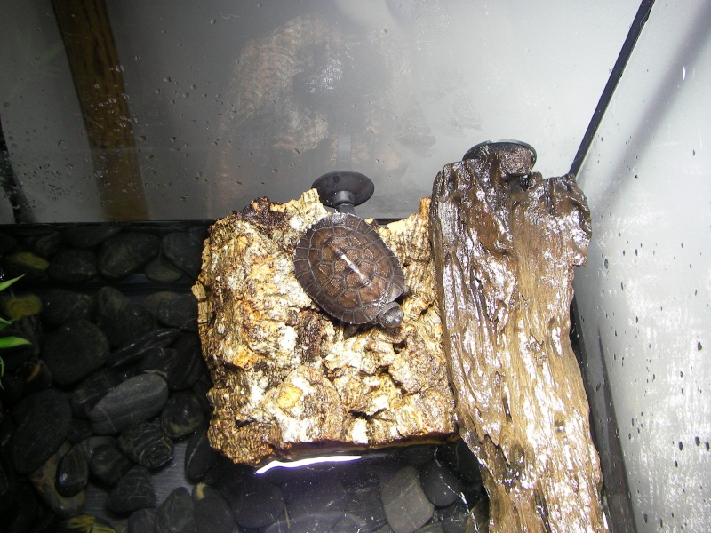 Mes Tortues !!!! Sany8120