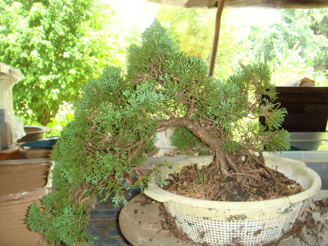 juniperus cascade Dsc04810