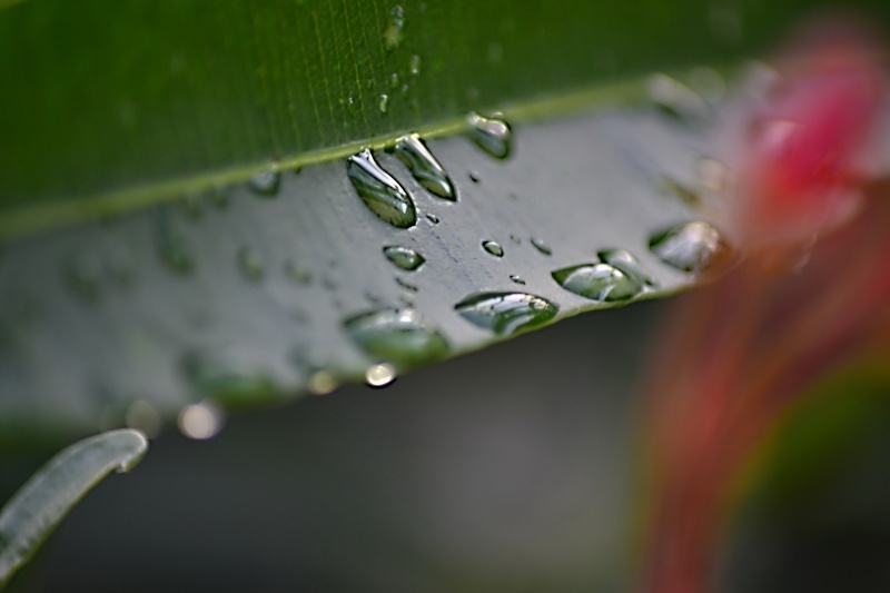 Gouttes de pluie.... - Page 2 9_juin10