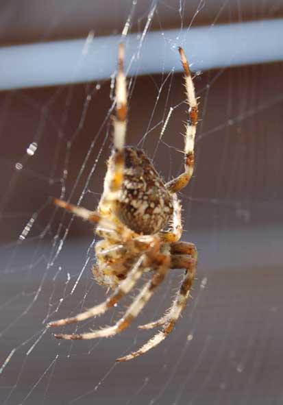 Les arachnées de nos jardins... Arachn10