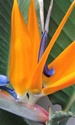 Floraison clivia, Strelizia , impatiens 20160110