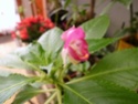 Floraison clivia, Strelizia , impatiens P1020911