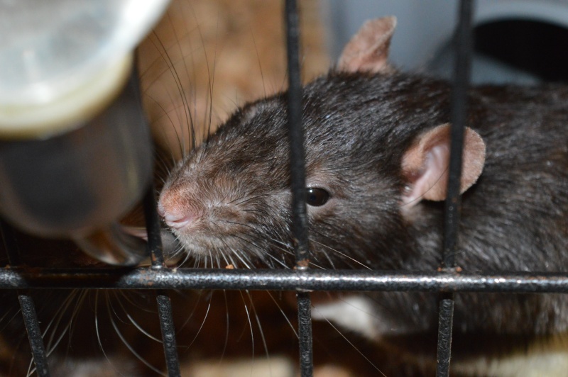 4 rats mâles de 2 ans (dep 44/35) Dsc_0012