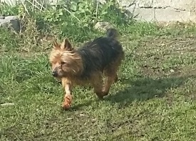 KUMBLE, type silky terrier 6 ans - M 20160311