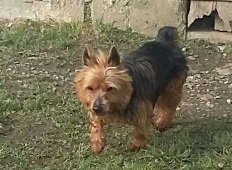 KUMBLE, type silky terrier 6 ans - M 20160312