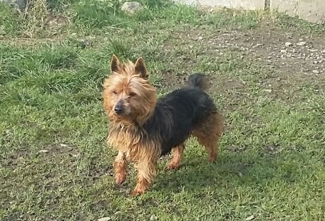 KUMBLE, type silky terrier 6 ans - M 20160313