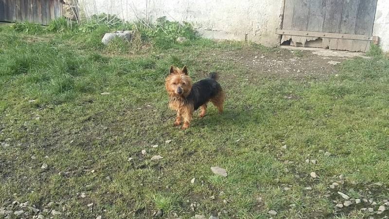 KUMBLE, type silky terrier 6 ans - M 20160314