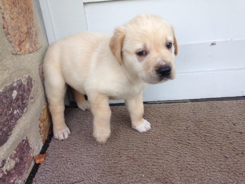 MALONE, 2 mois, croisé labrador Saint Bernard - M Malone10