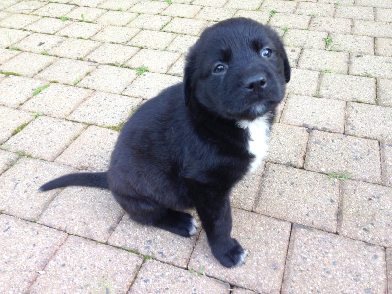 MIETTE, 2 mois, croisé labrador Saint Bernard - F Miette10