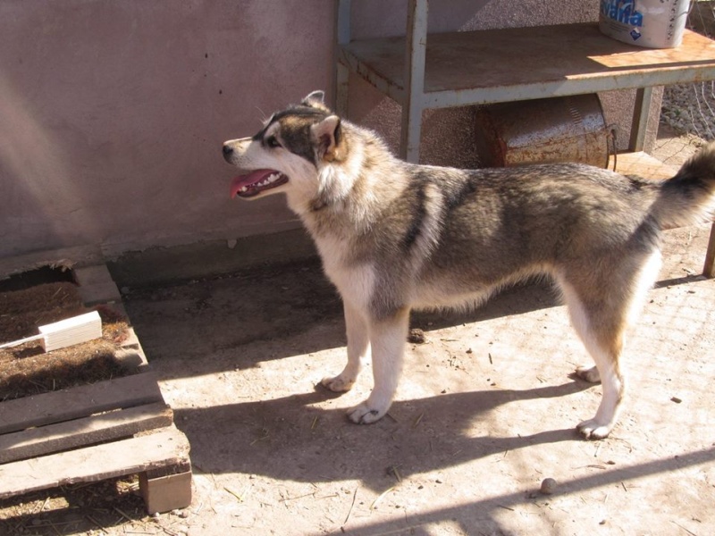 Leeloo, type Husky en Roumanie  12832410