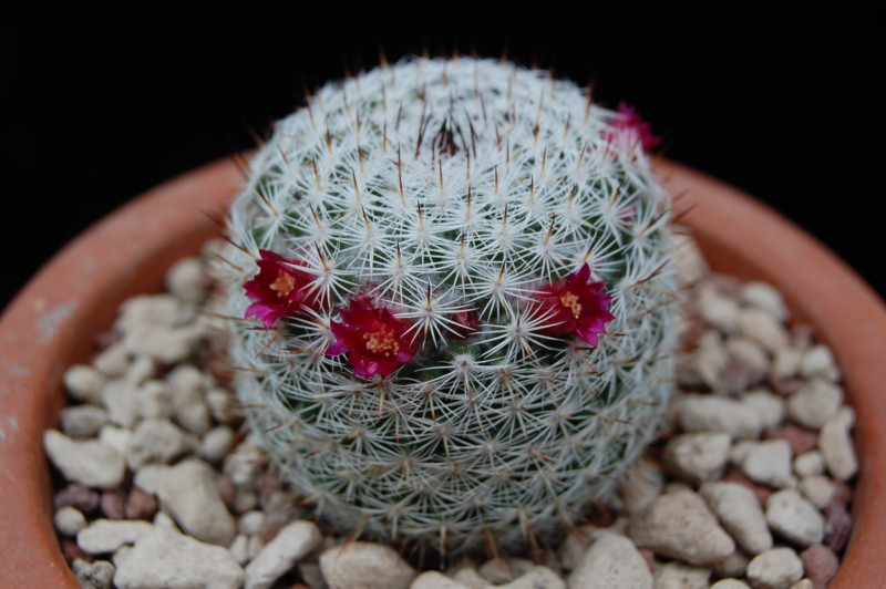 Mammillaria monticola 3233-210