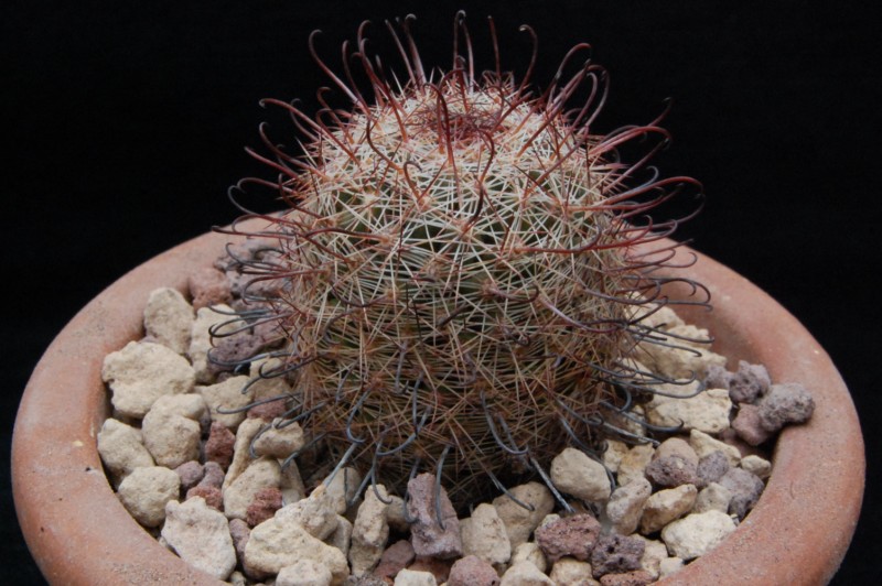 Mammillaria microcarpa 8063-210