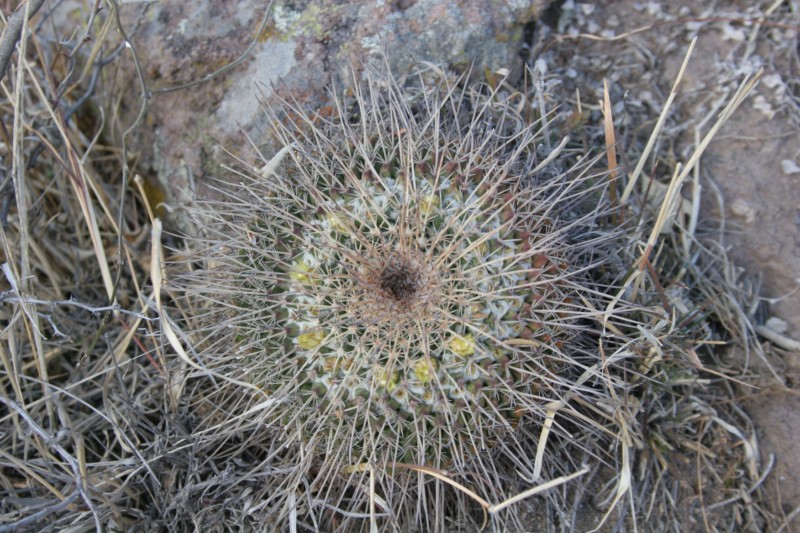 Mammillaria gigantea Img_9110