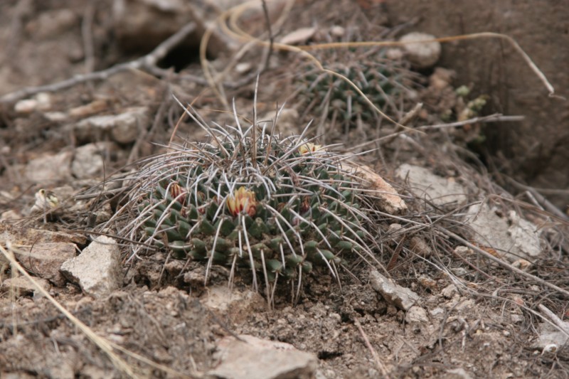 Mammillaria gigantea Img_9114