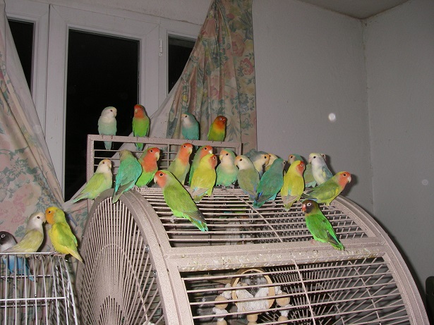 Frann et ses oiseaux 25inse10