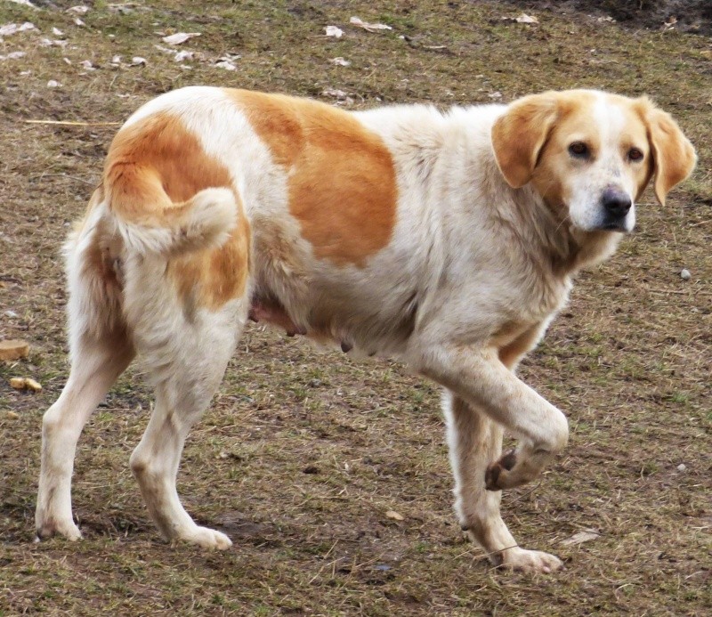 vinie - VINIE,  femelle grande taille, née juillet 2012 env (Pascani)- REMEMBER ME LAND- Adoptée par Annick (Belgique) 10317610