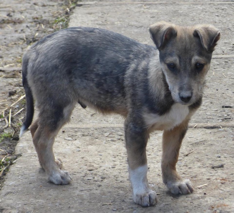 leon - LEON, chiot mâle, né en novembre 2015 - REMEMBER ME LAND - Adopté PAR CHANTAL (46) 10463010