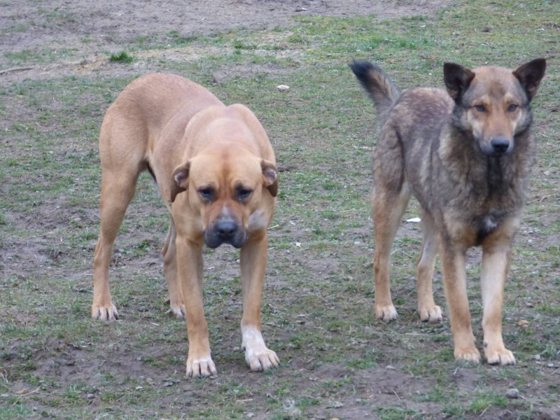 CLARK, jeune mâle typé boxer, taille moyenne (Pascani) - REMEMBER ME LAND- adopté en Roumanie 10496910