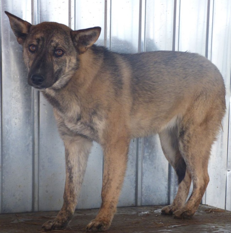 CANNELLE !! plus de 5 ans de box !! femelle, croisée, née en 2013, taille moyenne (Cristesti) - REMEMBER ME LAND 12495910