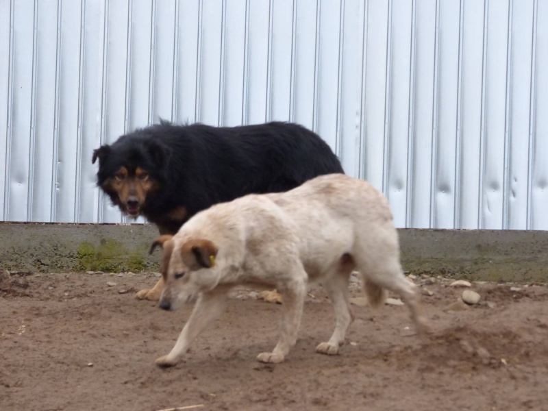 KILLY, mâle, né environ environ juillet 2007, croisé, taille moyenne (Pascani)- REMEMBER ME LAND. Adopté par Viviane (Belgique) 12496313